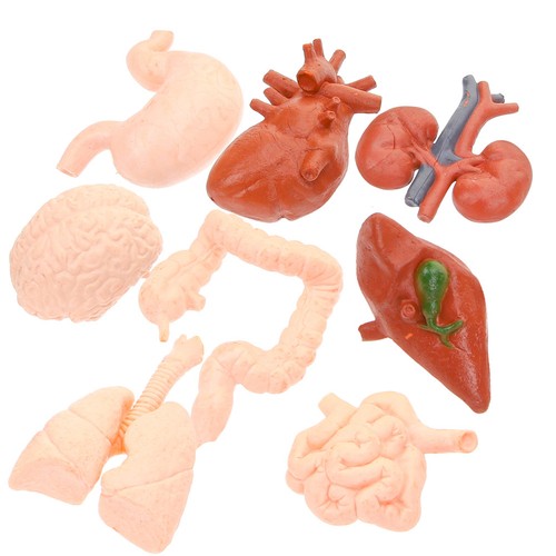8pcs simulierte organmodelle - ,