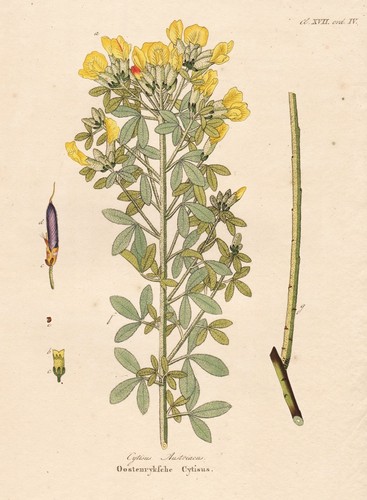 Cytisus austriacus geißklee - cytisus,