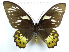 + ENTOMOLOGIE, SCHMETTERLING: ORNITHOPTERA PRIAMUS POSEIDON form? ♀ NABIRE