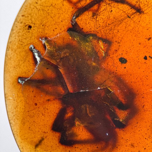 Riesige spinne burmesisch - riesige,