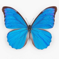 Morpho anaxibia brasilien - ♂,