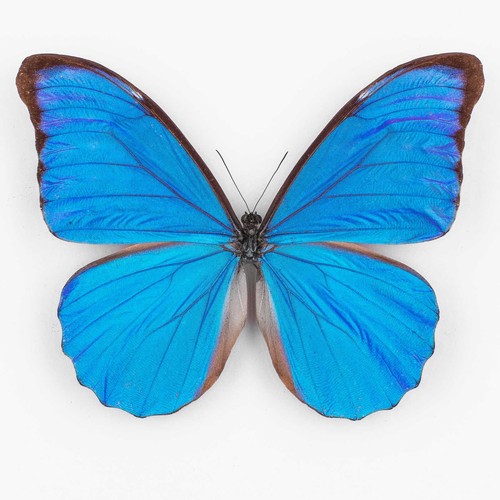 Morpho anaxibia brasilien - morpho,