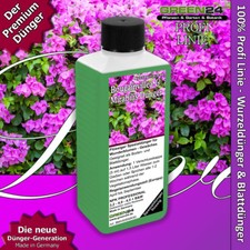 Bougainvillea & Mirabilis