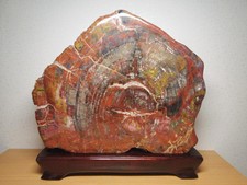 Suiseki Bonseki Bonsai Sichtstein Arizona versteinertes Holz 11 kg versteiner...