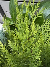 20 frische Zweige Gelbe Zypresse Weihnachts Deko Tanne Tannengrün AdventsSchmuck