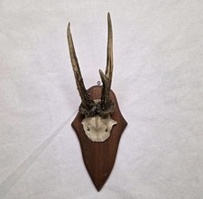 Rehgehörn auf Holzbrett –