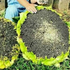 Sonnenblumensamen mongolische - sonnenblumensamen,