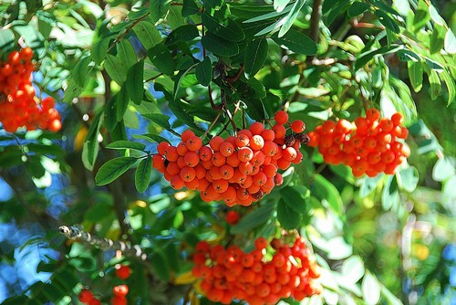 Eberesche vogelbeere sorbus - eberesche,