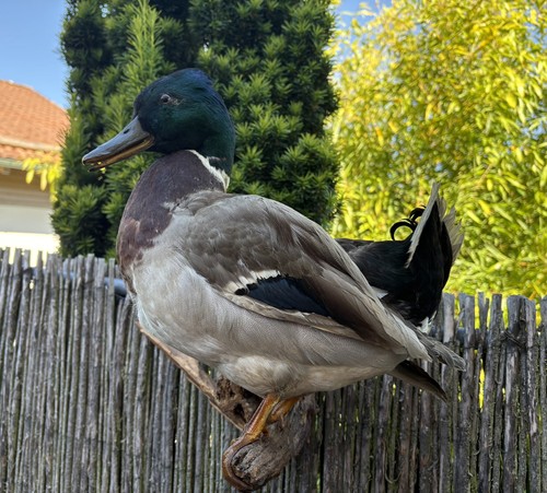 Stockente erpel schönes - stockente,, erpel,