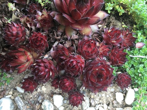 Hauswurz sempervivum burning - sempervivum,