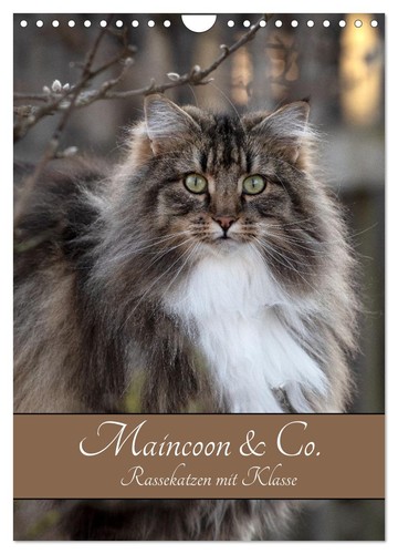 Maincoon rassekatzen - &,