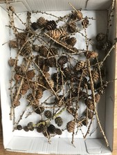 Lärchenzweige, Deko, Basteln, Herbst