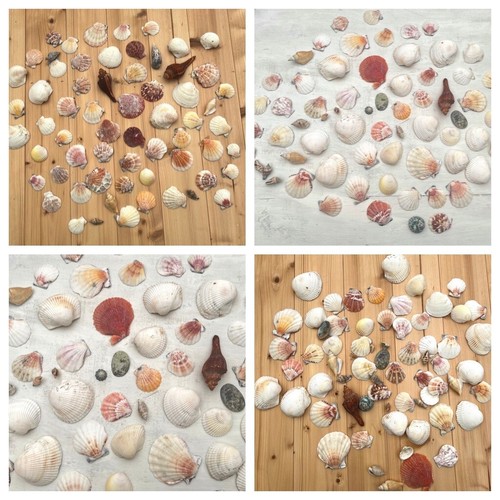 500g muschel mix deko - 500g,