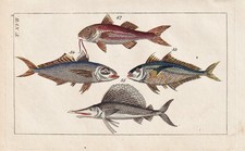 Mullet mullus fish fishes fish