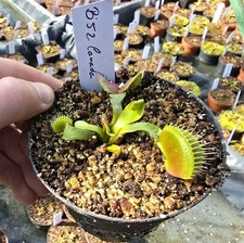 Dionaea muscipula "B52