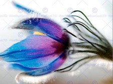 BLUE PURPLE FLOWER BLOOM PHOTO