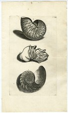 Antiker druck nautilus shell - nautilus,