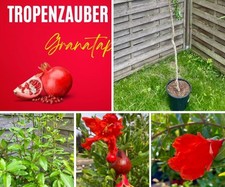 Granatapfelbaum Acco 1m