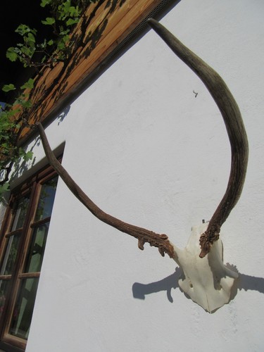 Starkes spiesser hirschgeweih - starkes,