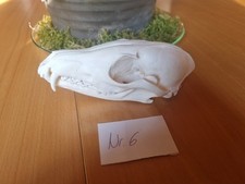 Fuchs Schädel Reißzähne Zähne Kiefer echt Knochen Mittelalter Natur Rüde Fähe 