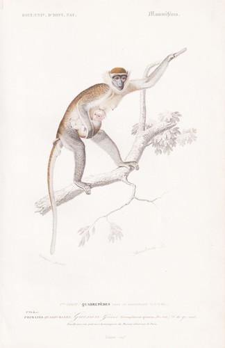 Cercopithecus meerkatze affen - cercopithecus,