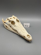 Original Krokodilschädel