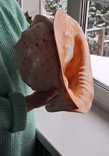 315 mm CASSIS CORNUTA SEASHELL