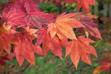 Acer japonicum 'Indian Summer', Japanischer Ahorn, 100–125 cm