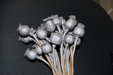 Mohnkapseln (XXL) silbergrau