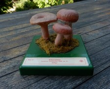 °Altes Pilz Modell - Birkenreizker -  Somso°