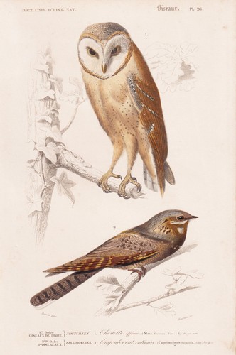 Strix flammea schleiereule uhu - flammea,