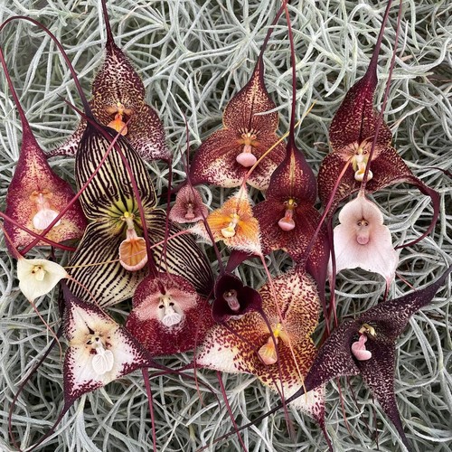 Dracula pflanzen orchideen - dracula,