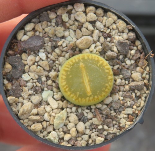 Lithops aucampiae cv - 1x,