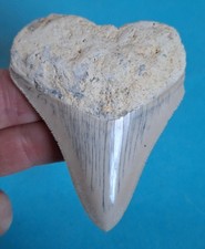 7,8 cm weißer Zahn des Megalodon Karibik- Hai Haizahn Fossil