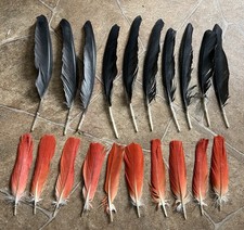 20 Papageienfedern vom