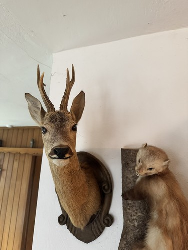 Rehbock kopf präparat - kopf,