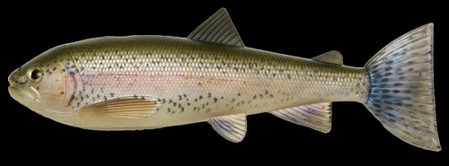 Pulz bait trout - pulz, skinz