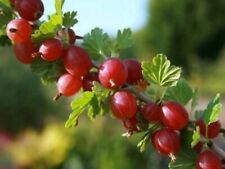 Stachelbeere STACHELLOS Hochstamm 100-120 cm