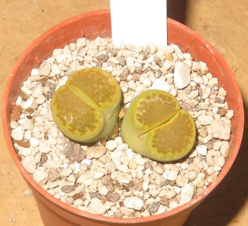 Lithops hallii ochracea cv - lithops,