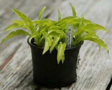 Hosta Funkie " Laterna Magica