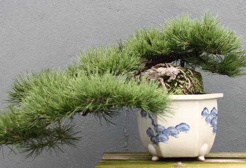 Samen bonsai schmalblattkiefer - samen,
