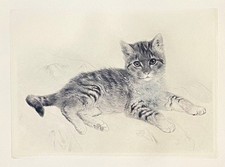 "Katze, Faultierchen"