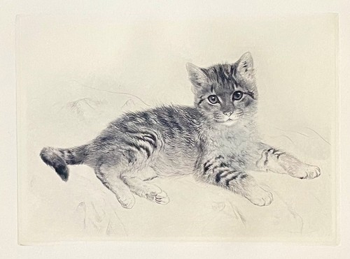 Katze faultierchen - "katze,, faultierchen"