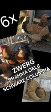 ZWERG BRAHMA GELB SCHWARZ