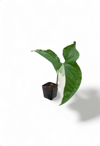 Syngonium albo variegated 2 - syngonium,