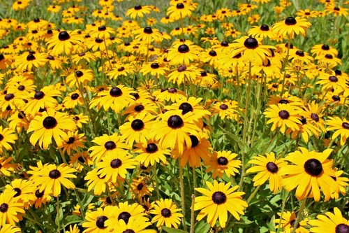2000 samen sonnenhut rudbeckia - samen,