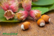 Rote Zellernuss, rotblättrige Haselnuss, Strauch, 80-100cm im 7,5L-Topf