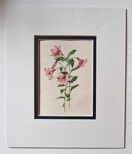 GROVE Lilium Rubellum, 1943