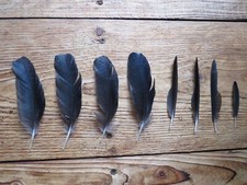 8 x Rabe  Schmuck Feder Tracht Hutgesteck Deko Hut Schmuck