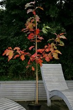 Amerikanische roteiche quercus - amerikanische,